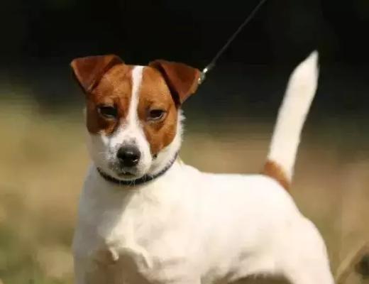 选择适合养猎犬的品种，让你的狩猎经验倍增（优势明显、性格稳定的品种将提升你的狩猎技能）