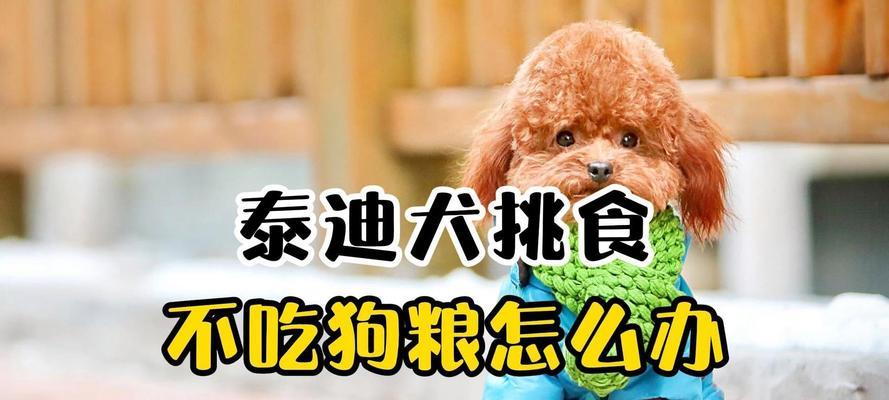 如何选择适合以捡的泰迪狗的狗粮（全面了解泰迪狗的饮食需求，为你的宠物选择最佳狗粮）