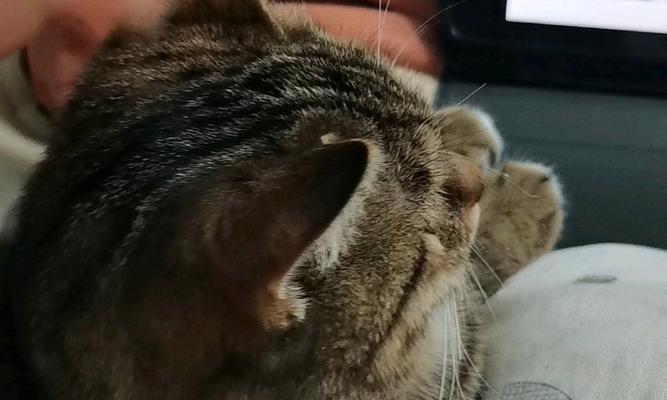 探寻小猫咪为何如此爱粘人（揭秘小猫咪喜欢黏人的原因及心理动机）