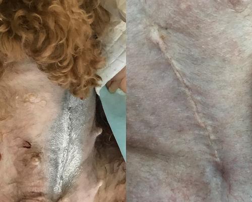 狗狗绝育后伤口感染（了解狗狗绝育手术后的伤口感染，为宠物健康保驾护航）