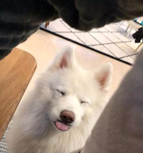 以萨摩三月吃什么水果？（春季养生，萨摩人的选择）