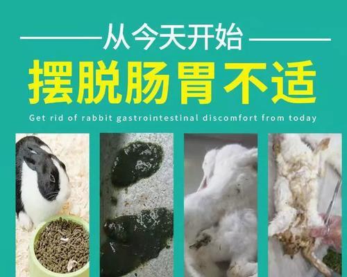 以兔子病抹什么药（兔子病药物治疗的关键）