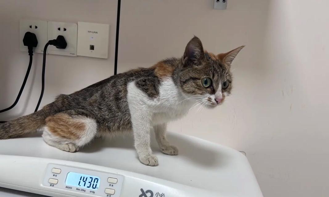 探究猫为什么找屎的原因（揭开猫咪埋屎行为的奥秘）