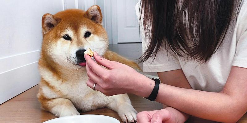 柴犬四个月该以什么肉食为主？（探讨适合四个月柴犬的肉食搭配和喂养方法）
