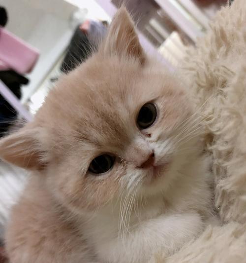 揭秘猫咪咕噜噜的神秘情况（一起探索猫咪咕噜噜的由来和特殊行为）