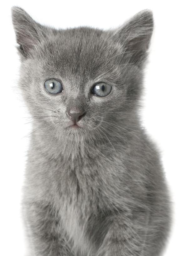 探索长毛灰色猫的神秘之美（揭开长毛灰色猫的魅力与特点）
