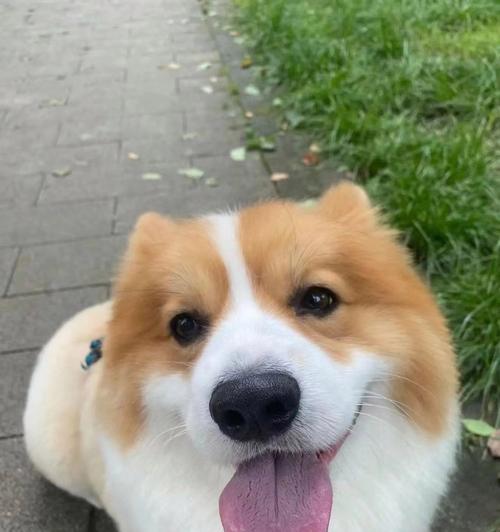 长尾巴的狗狗——关于拥有超长尾巴的某种犬种（探索这个狗狗尾巴的特点及由来）