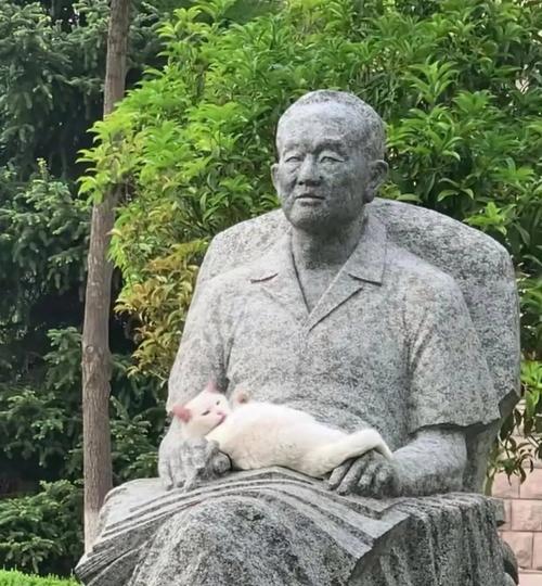 为什么流浪猫不怕人？（探索流浪猫与人类互动背后的原因）