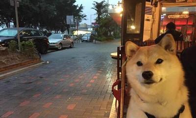 狗流泪的预兆及其意义（狗流泪为什么会发生？如何解读狗的眼泪？）