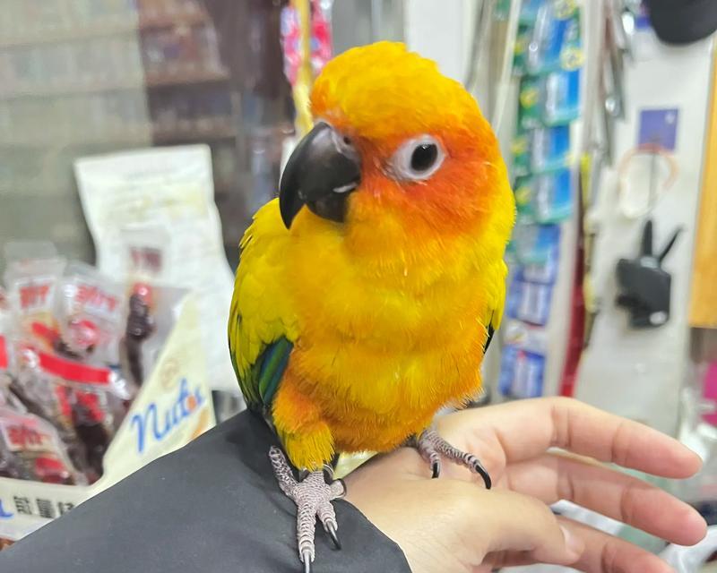 鹦鹉（探索鹦鹉的外貌、特征和智能——一只会说话的奇妙生物）