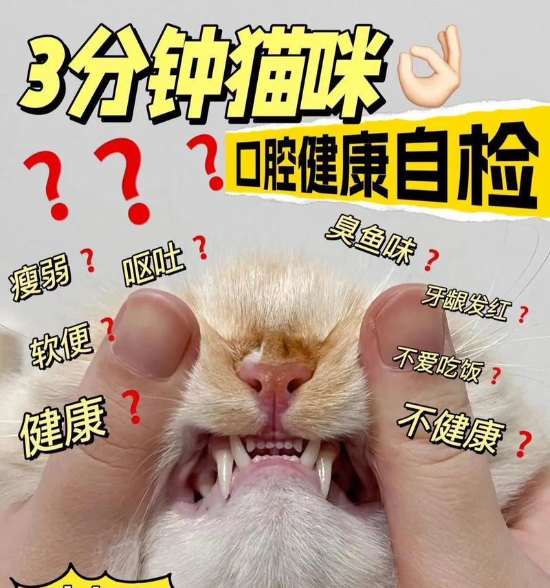 揭秘猫咪嘴巴臭的原因（探究猫咪口臭的成因以及应对之策）