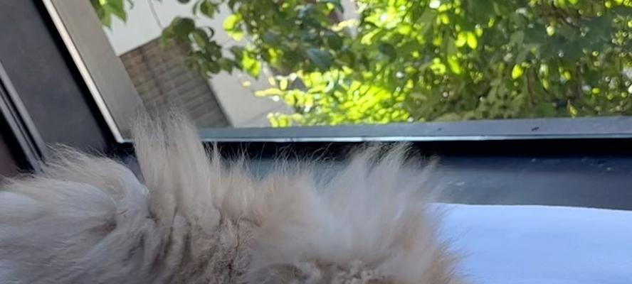 以猫站立的神秘病症（探秘神奇现象背后的关键因素）