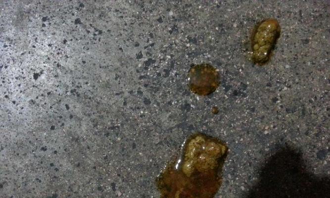 以太迪狗吐白末的原因及解决方法（了解以太迪狗吐白末的原因，提供有效的解决方法）