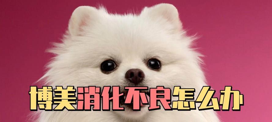狗狗消化不良的原因及饮食调理方法（解读狗狗消化不良的症状和治疗方法，让你的宠物重拾胃口和健康）