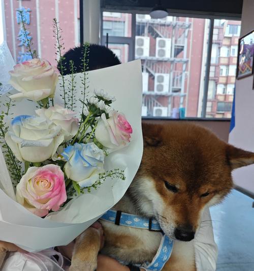 准备迎接新生狗狗的必备物品和准备工作（为狗狗生活的到来，做好充分准备）