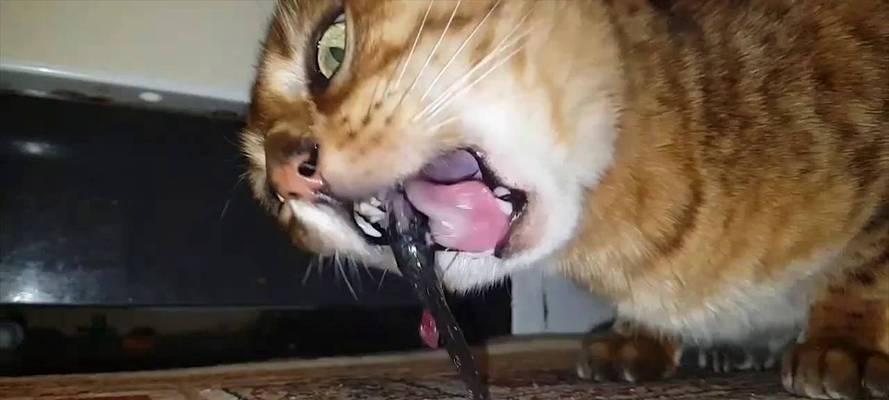 喂猫的最佳鱼类选择（为你的猫咪提供健康饮食的一些关键提示）
