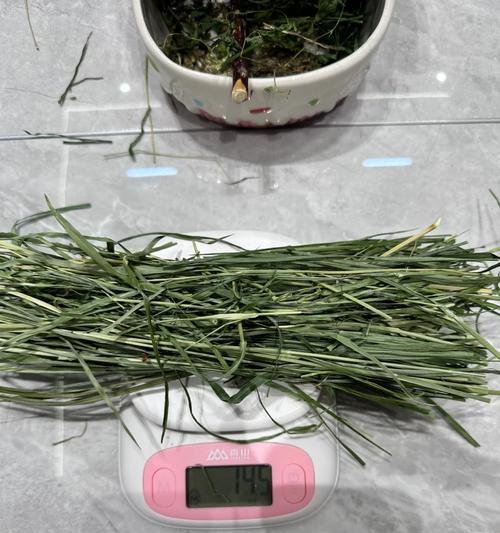 龙猫的饮食习性与时间安排（合理安排龙猫的饭点，让它健康快乐）