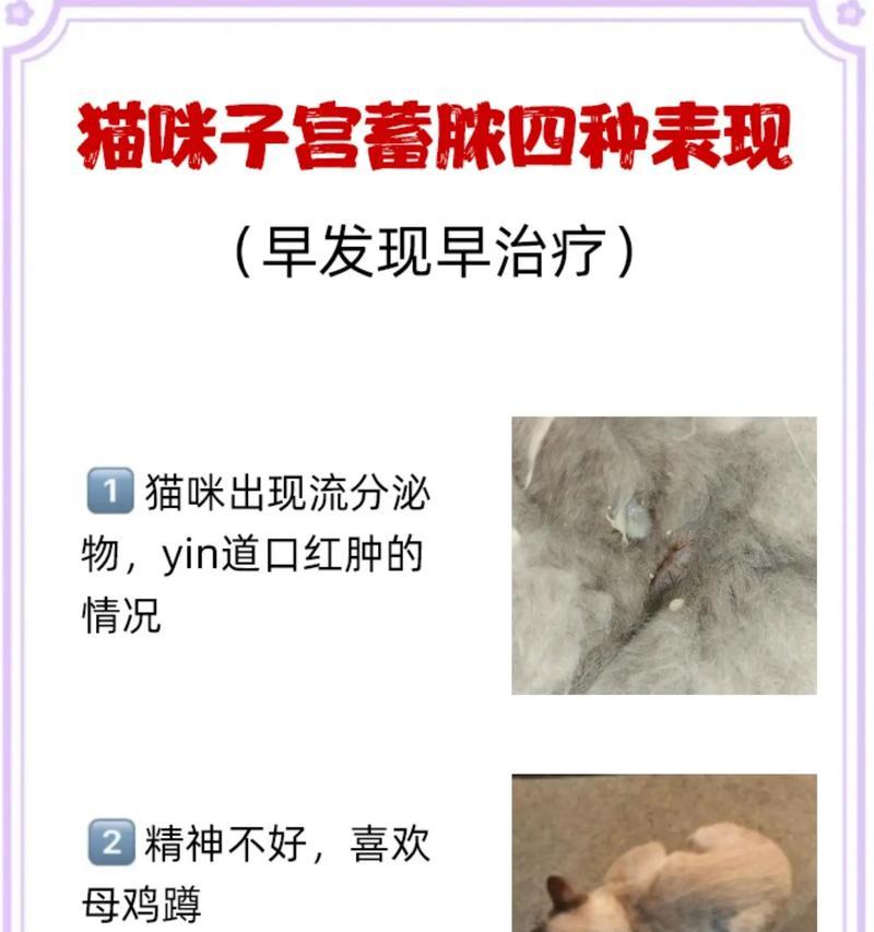 母猫子宫的结构与功能（探秘母猫子宫的奥秘）