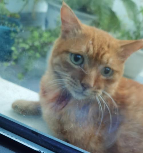 揭秘猫咪为何不喜欢被亲？（探寻猫咪的独立性和特殊行为）