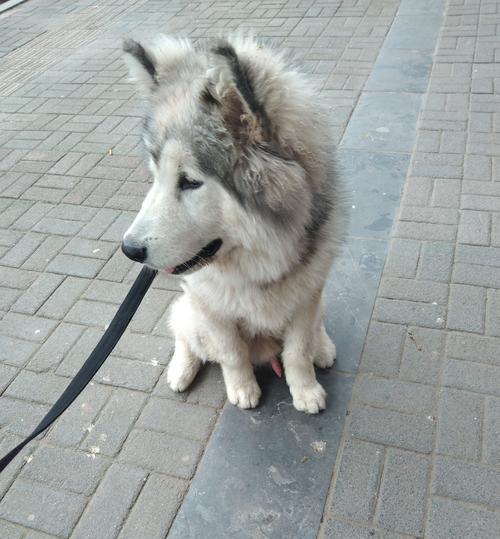 阿拉斯加犬（深入了解阿拉斯加犬的品种特点和用途）