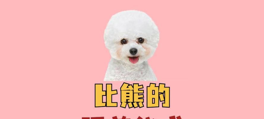 以比熊犬零食什么好？（为你的比熊犬选择最佳零食）