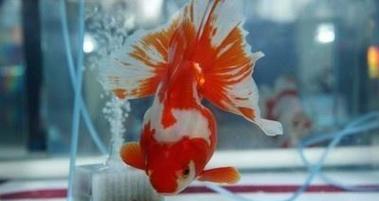 海水鱼养殖中的滤材选择（选择适合的滤材，为海水鱼提供优质生活环境）