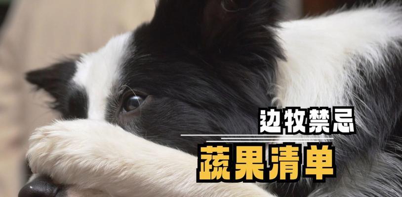 五个月边牧的饮食指南（科学合理的营养搭配，助你培养健康成长的边牧宝贝）