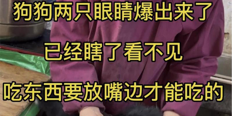 狗眼睛看不见的原因及治疗方法（探究狗眼睛失明的主要因素，提供相关治疗方案）