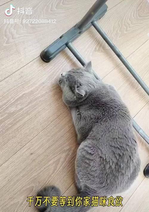 探究猫咪化毛的意义（猫咪化毛的原因及如何有效护理）