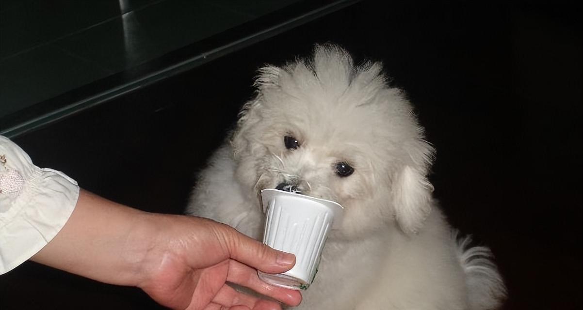 比熊拉肚子怎么办？药物治疗是关键（比熊拉肚子药物治疗的重要性及适用药物推荐）