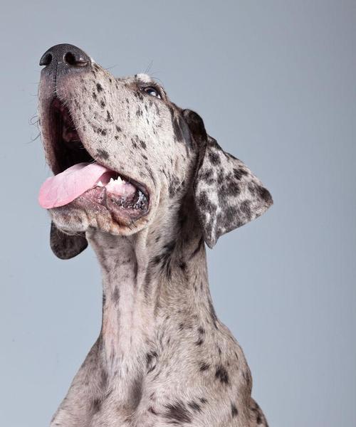 大丹犬（了解大丹犬的起源、特点和饲养技巧）