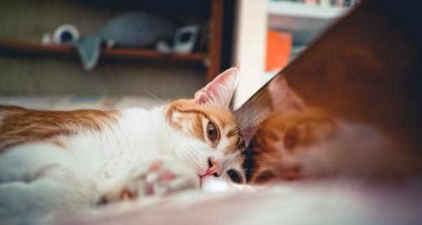 猫咪最喜欢和什么人一起睡？（揭秘猫咪最爱的睡眠伴侣和原因）