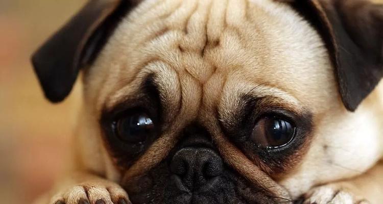 以犬为什么不能吃人类食物（了解犬类食物禁忌，呵护你的宠物健康）
