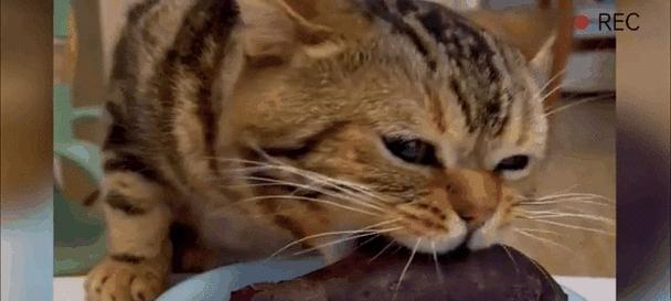 探索猫咪世界的神秘之旅（从身世到行为，猫咪一切尽在掌握）