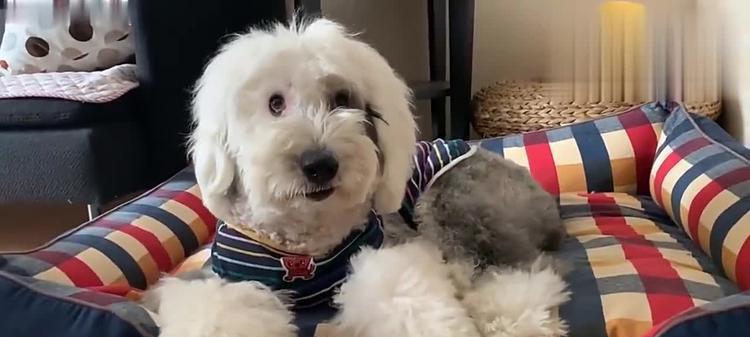 萌犬享用美味骨头的乐趣（探寻萌犬与骨头的深度亲密关系）