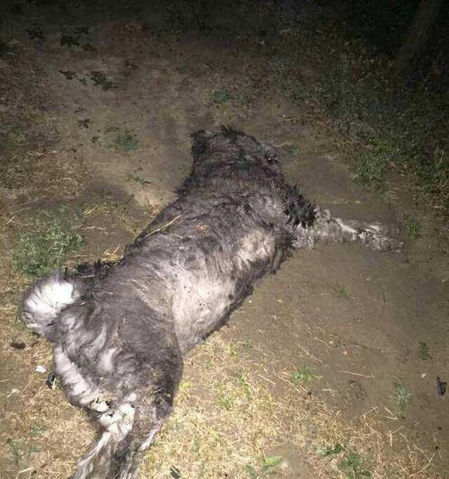 以狗都什么疾病1天死亡？（了解这些关键疾病，保护我们的忠诚伙伴）
