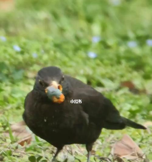 小乌鸫的饮食习性与喂养方法（了解小乌鸫的食物喜好，提供适宜的饮食环境）