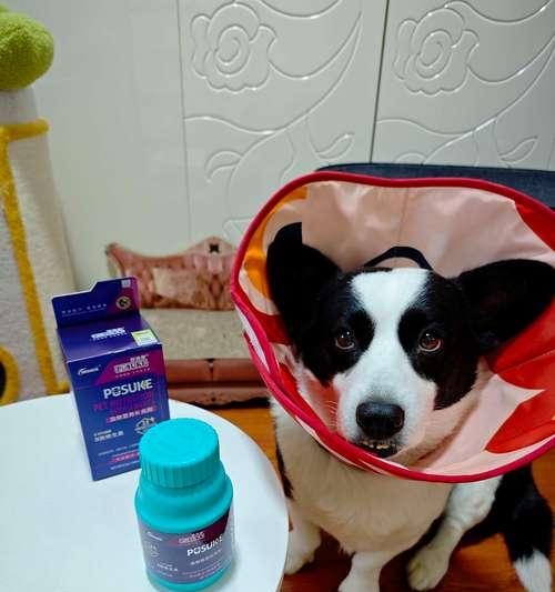 狗狗维生素B的重要性和合理补充方法（探索狗狗维生素B的功能及使用建议）