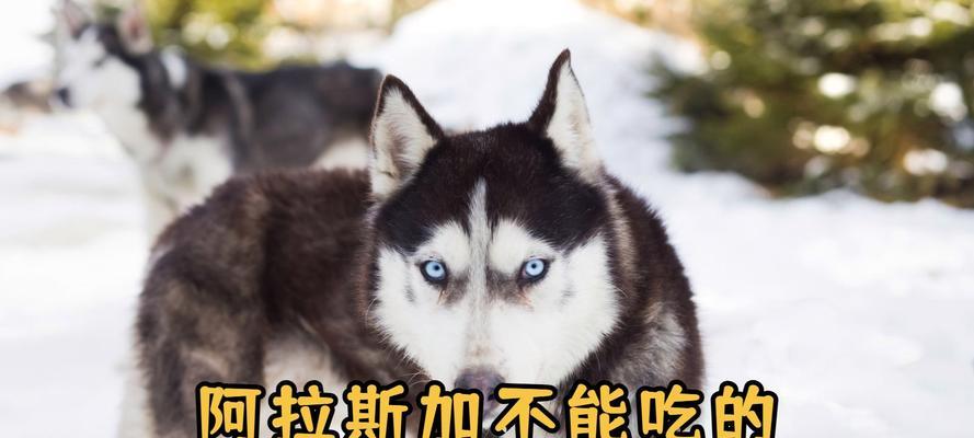 阿拉斯加美食之足长-探索阿拉斯加的美食文化（阿拉斯加大自然孕育的特色美食，令人垂涎欲滴）