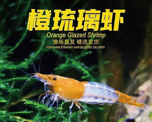 养水晶虾的全面指南（了解养殖水晶虾的基本知识和技巧，让您的水晶虾健康成长）