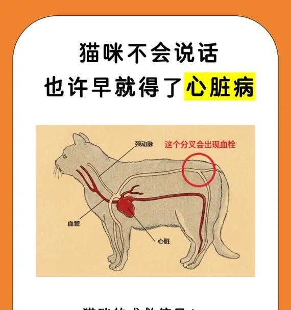 猫咪常见疾病一览（探究猫咪常见病症，保护爱宠健康）