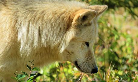 山区狩猎的理想犬种选择（以适应山地环境和狩猎任务的狗类为主题研究）