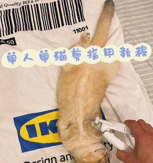 如何给幼猫剪指甲？（安全简单的剪指甲技巧及注意事项）
