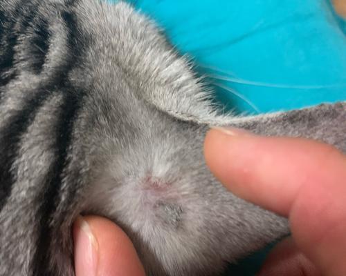 探索猫藓前期的神秘面纱（揭开猫藓前期的成长奥秘与表现特点）