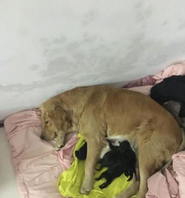 金毛犬的首次发情周期（金毛犬第一次月经持续时间及相关注意事项）