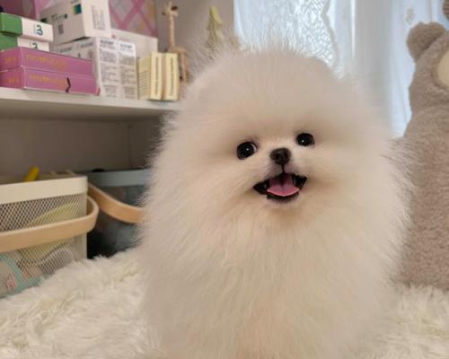 博美犬的最爱玩具是什么？（了解博美犬的喜好，选择最适合的玩具）