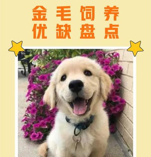 金毛狗的健康毛发之道（探索金毛狗饮食中的关键要素，让毛发更加健康）