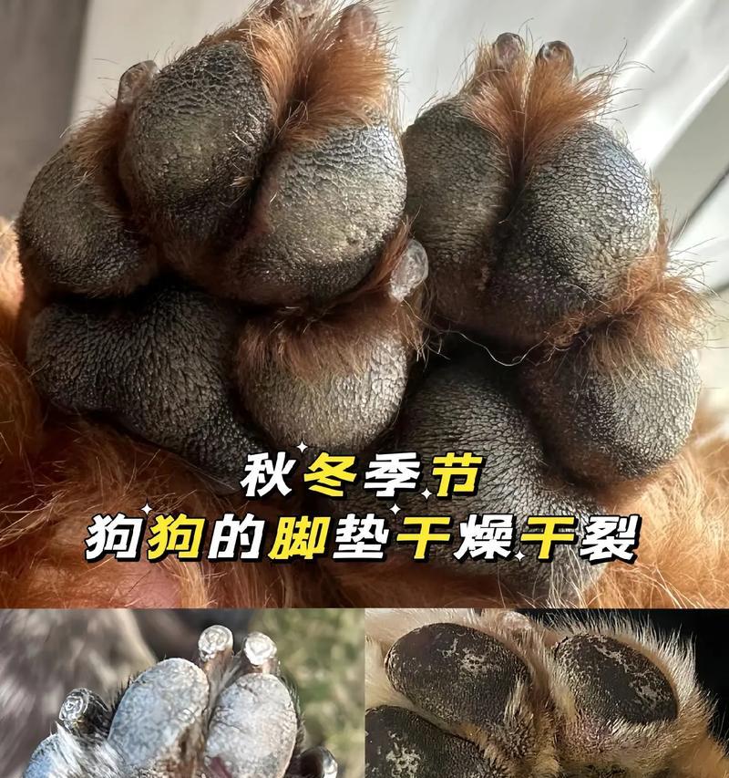 狗狗肉垫（探索狗狗肉垫的多样性，鉴别真伪之道）