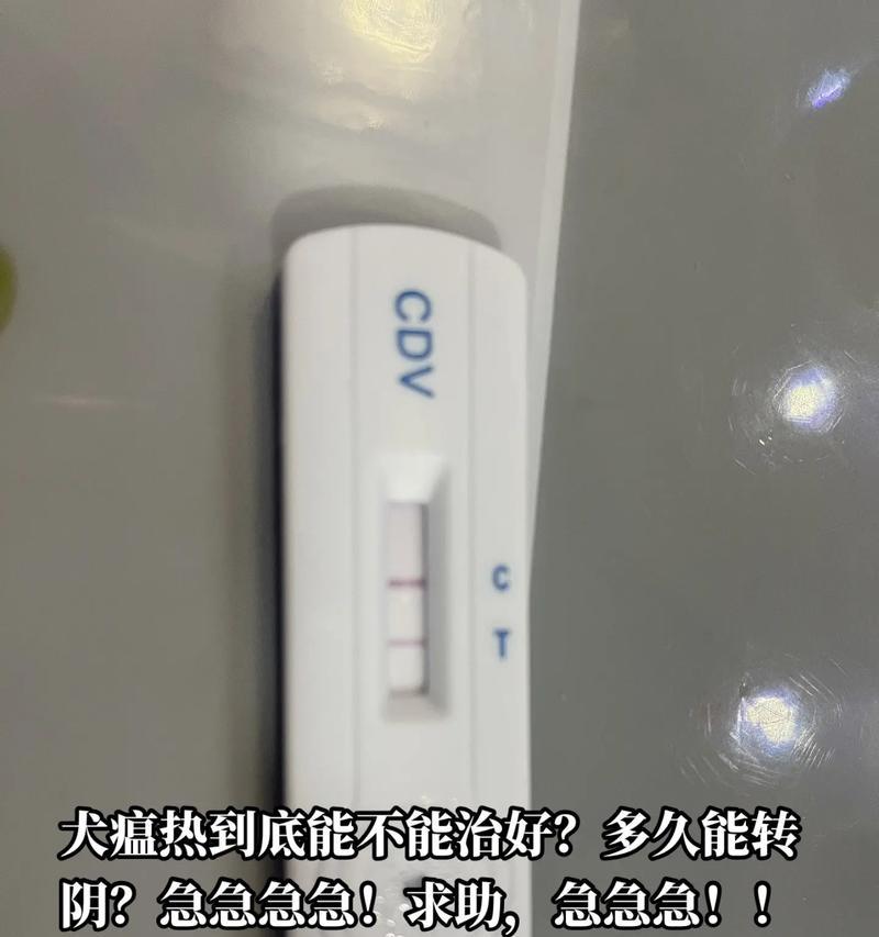 犬温热治疗最佳药物选择（探究犬温热治疗中最有效的药物及其作用机制）