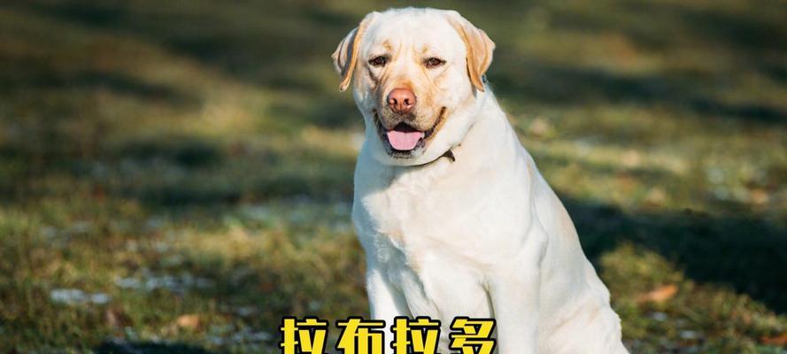 拉布拉多在哪个时期显得瘦长？（研究表明拉布拉多在幼年时期显得瘦长）